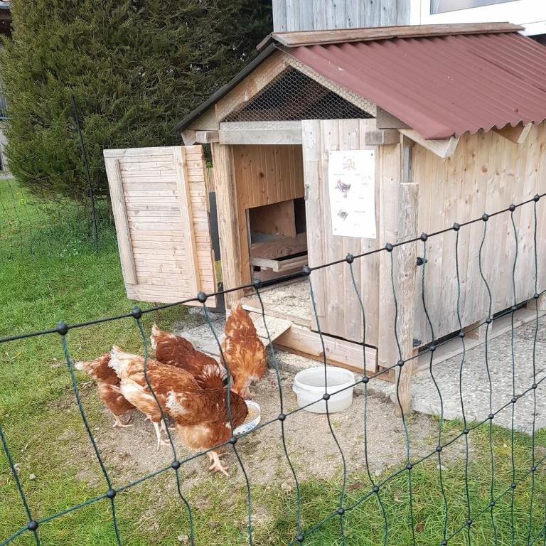 Zvířata v farmy nebo okolí