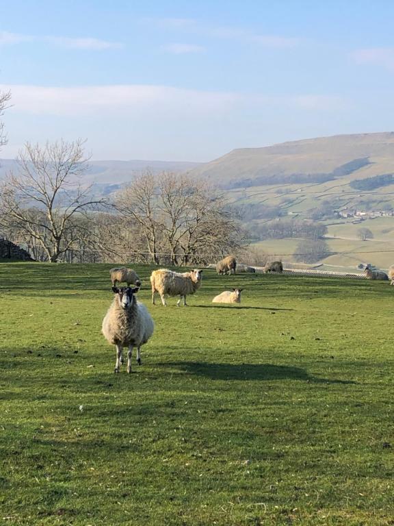 een groep schapen in een veld bij Quarry Cottage near Hawes, Yorkshire Dales, Pet free in Hawes