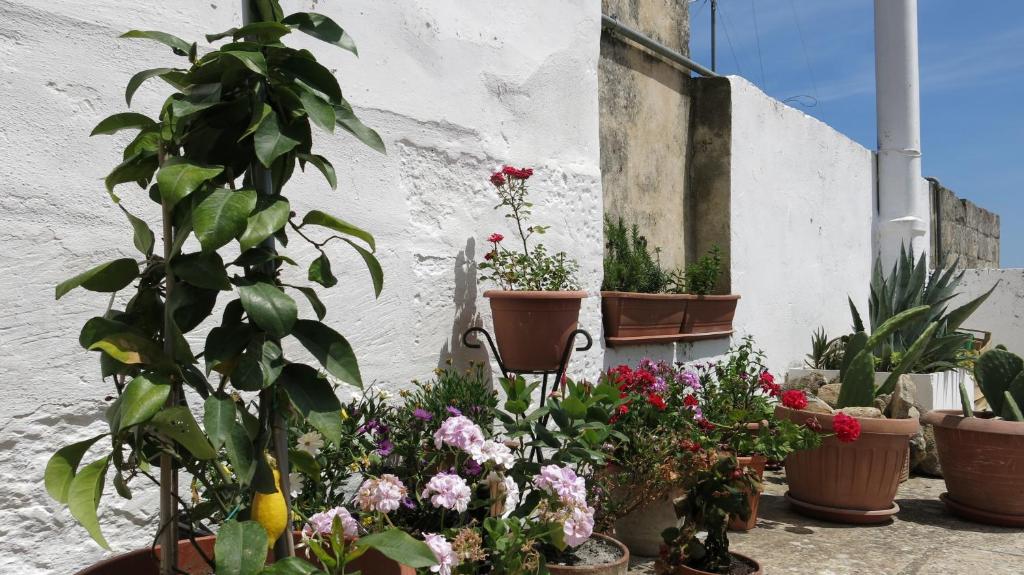 Zahrada ubytování Volver B&B