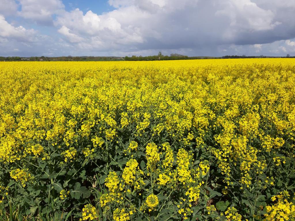 a field of yellow flowers with a cloudy sky at domek holenderski in Kołczewo