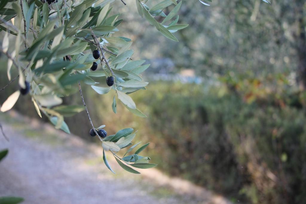 Fotografie z fotogalerie ubytování Casa Vacanze Rondini Blu v destinaci Montespertoli