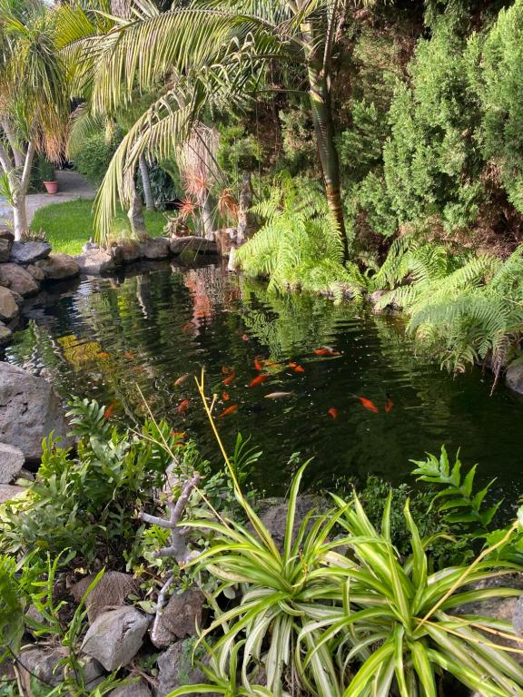 un estanque con un montón de cometas en un jardín en El Time, en Tijarafe