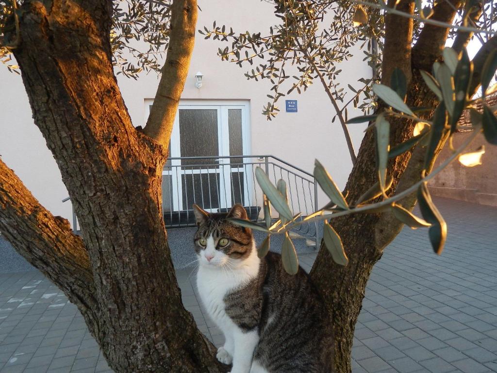 a cat is sitting in a tree at Apartment Greta in Kanfanar