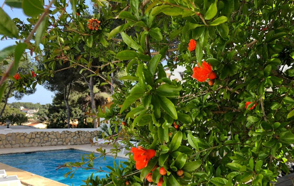 Guest house Casa Olivia, Moraira, Spain - Booking.com