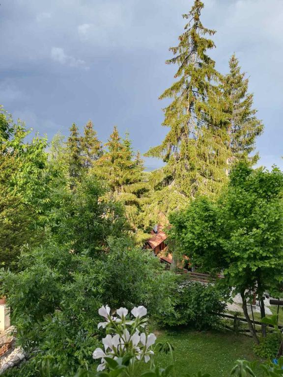 Aed väljaspool majutusasutust Vila Zorka