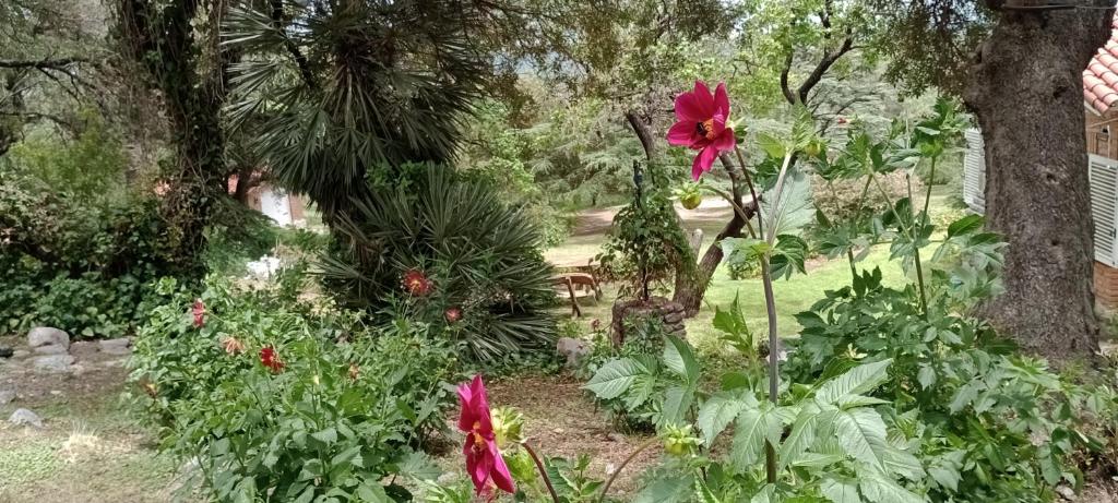 a garden with red flowers and plants at Faraway's Bed & Breakfast in Los Cocos