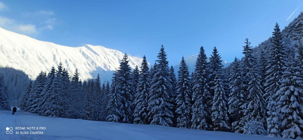 a snow covered forest of trees with a snow covered mountain at Apartmány Grobarčík in Zuberec