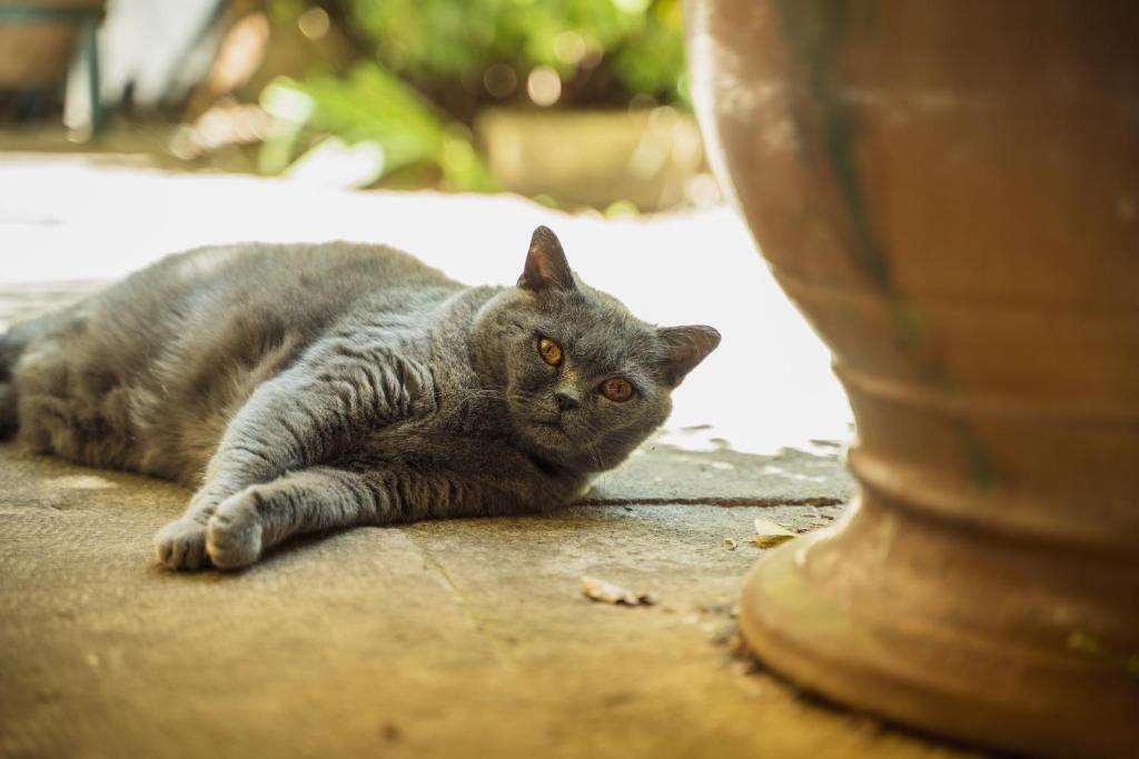 Domácí mazlíčci ubytovaní s hosty v ubytování Les Jardins de Baracane