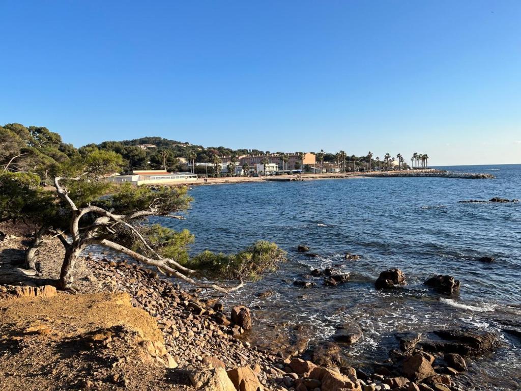 un arbre sur la rive d'une masse d'eau dans l'établissement Studio 4 personnes à Saint-Mandrier-sur-Mer, à Saint-Mandrier-sur-Mer