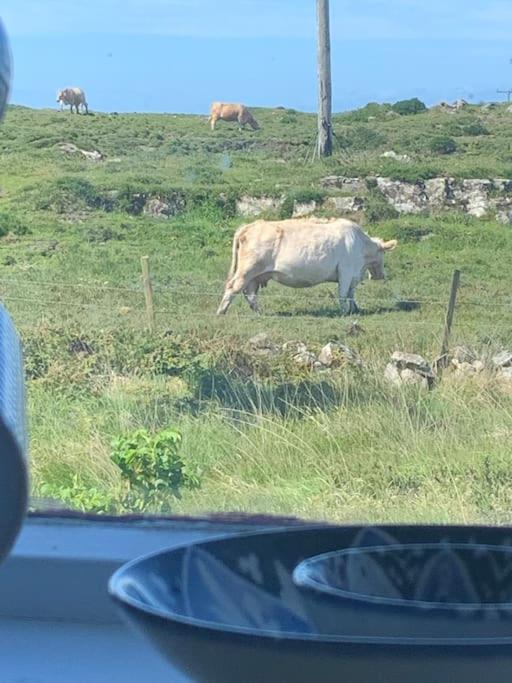 Zvířata v prázdninového domu nebo okolí