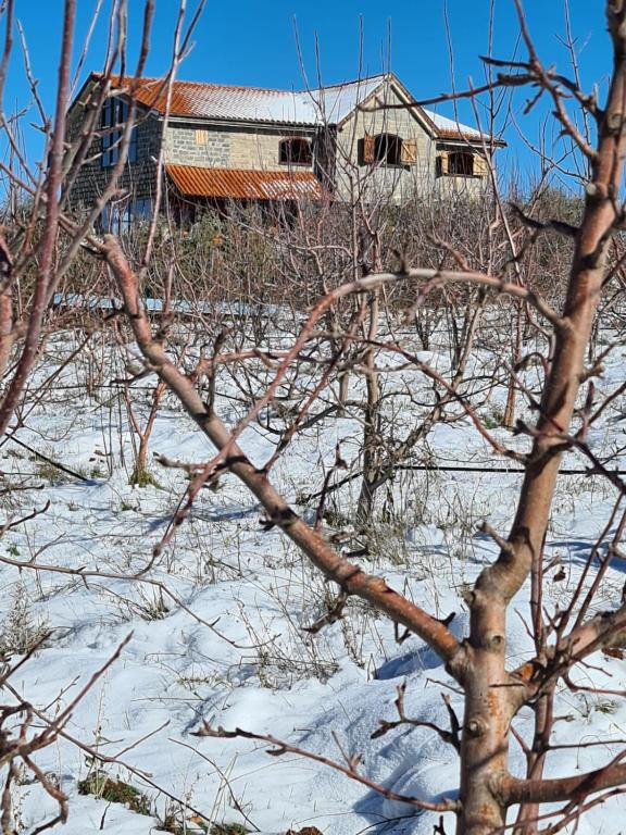 La pommeraie d'Ifrane v zimě