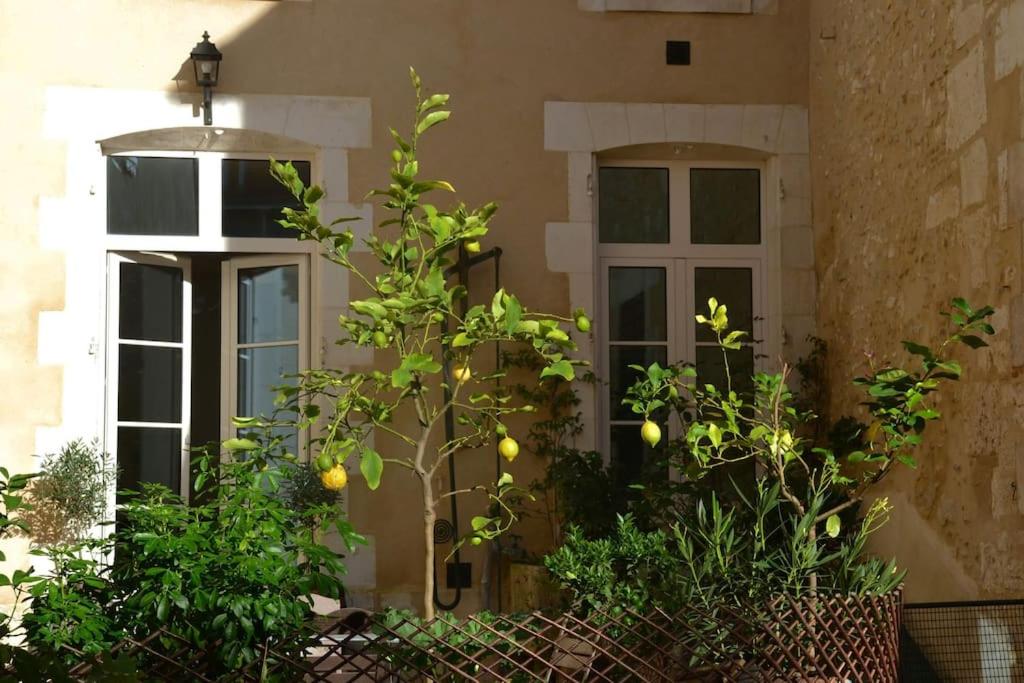 a front door of a house with a lemon tree at Maison des Pilastres au cœur d'Auxerre in Auxerre