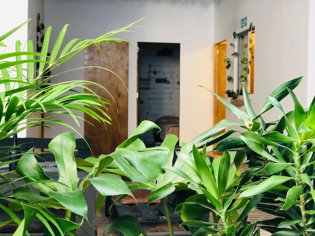 Zahrada ubytování Casa Egos Pop Laureles