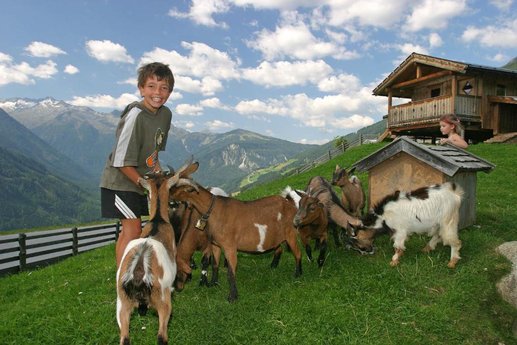 Zvířata v penzionu nebo okolí