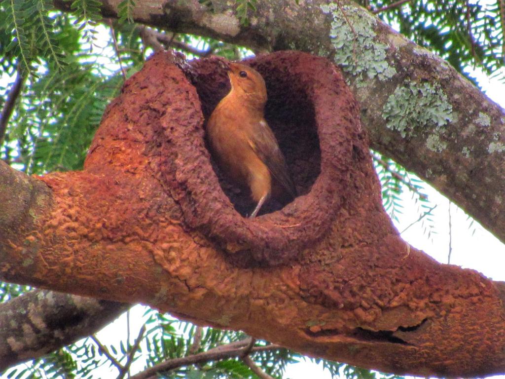 a bird is sitting in a nest in a tree at Pousada Mandalla in Serra do Cipo