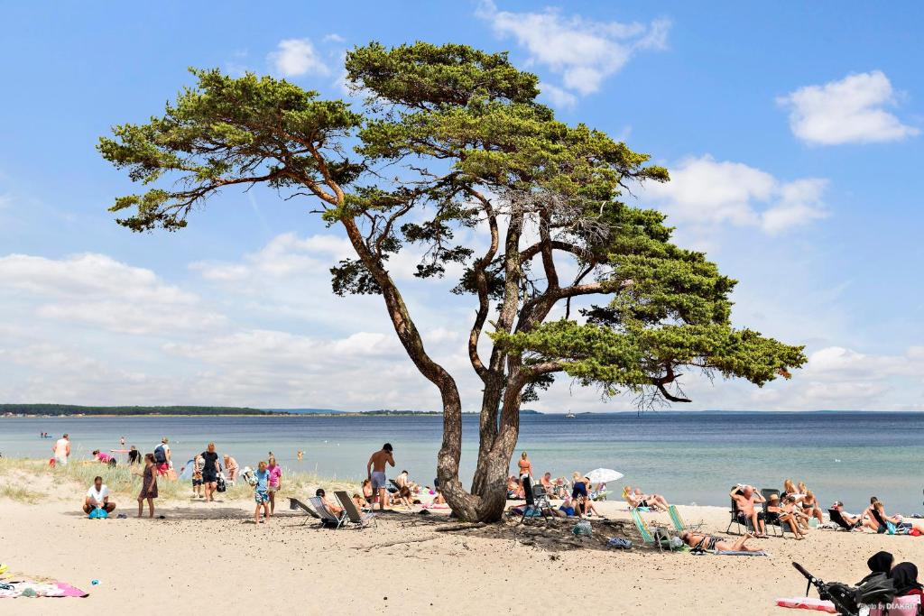 un groupe de personnes sur une plage avec un arbre dans l'établissement First Camp Åhus-Kristianstad, à Åhus