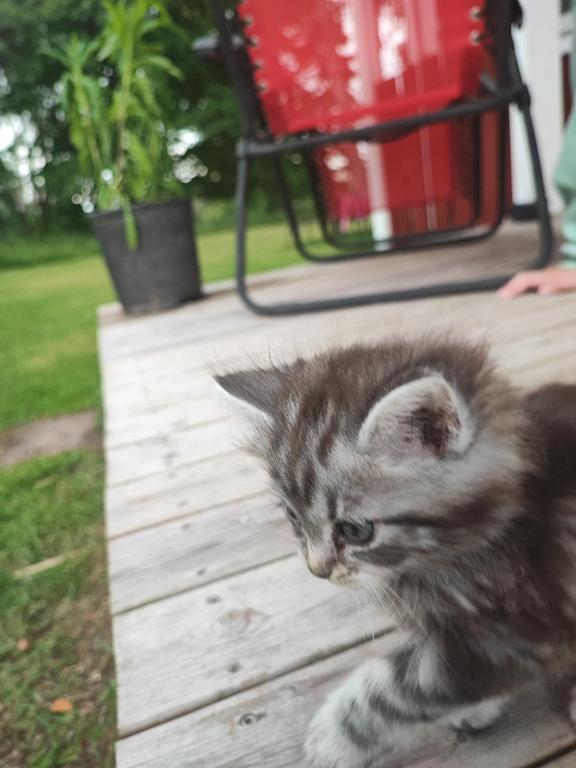 Domácí mazlíčci ubytovaní s hosty v ubytování Sjugare Gård Glamping