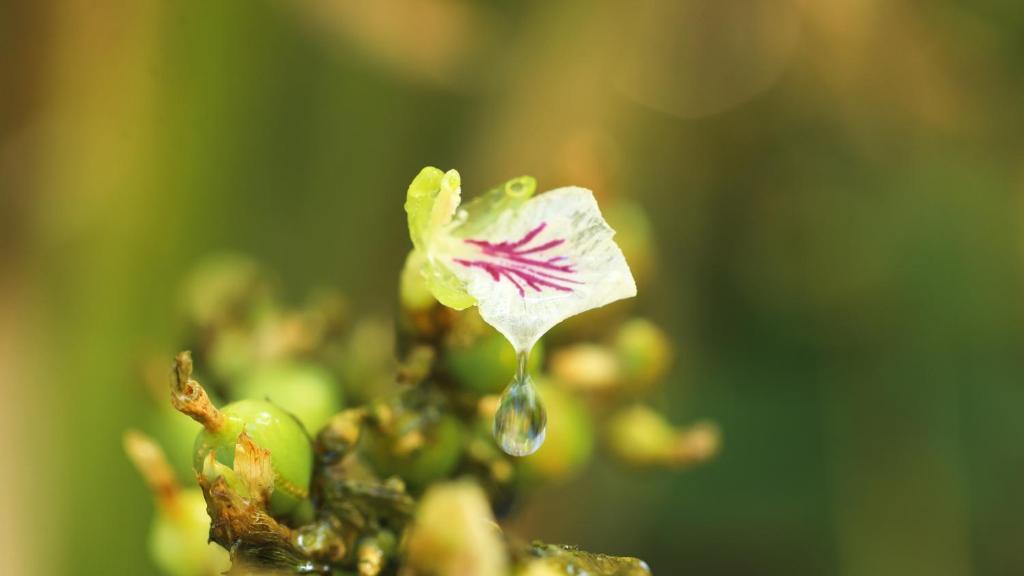 Fotografie z fotogalerie ubytování Shola Crown Resort - Munnar v destinaci Chinnakanal