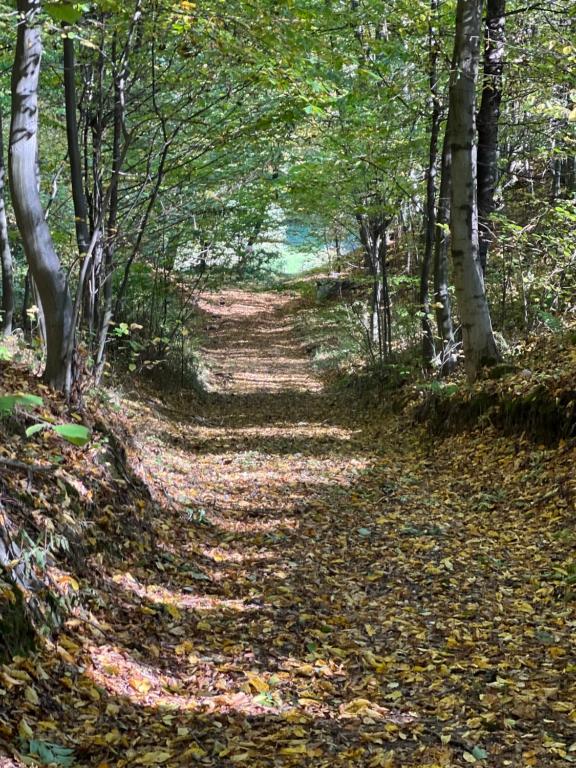 un sentiero nel bosco con foglie per terra di Siedlisko Wyżne a Wyżne