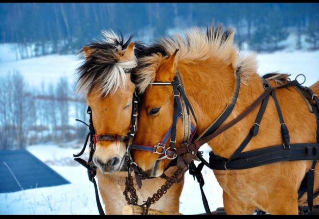 two brown horses standing next to each other in the snow at Dom w sercu Kaszub in Parchowo