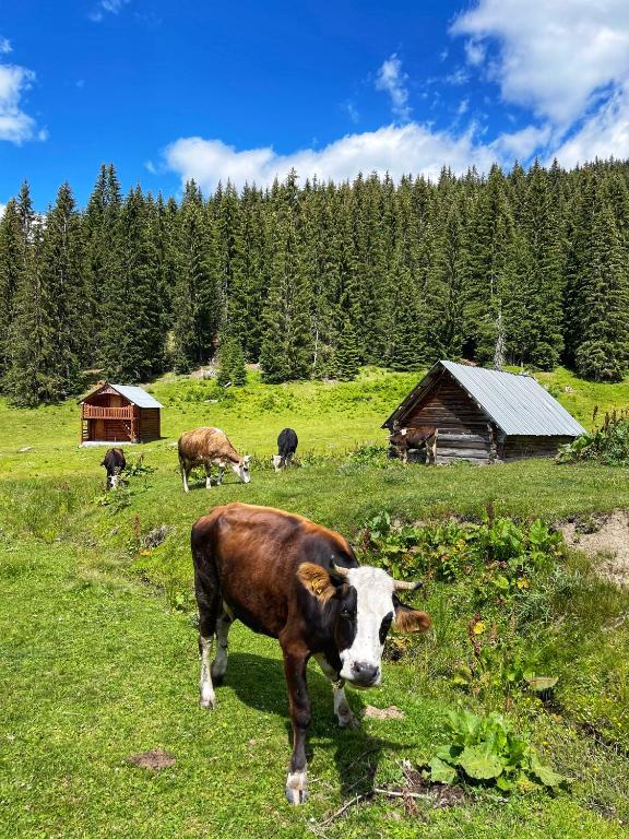 Zvířata v chaty nebo okolí