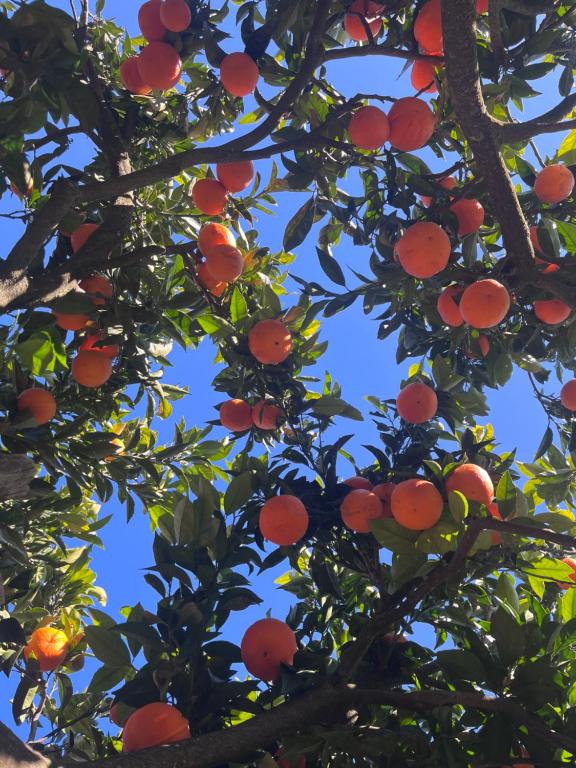 a bunch of oranges hanging from a tree at Paraíso a Dois em Estremoz in Estremoz