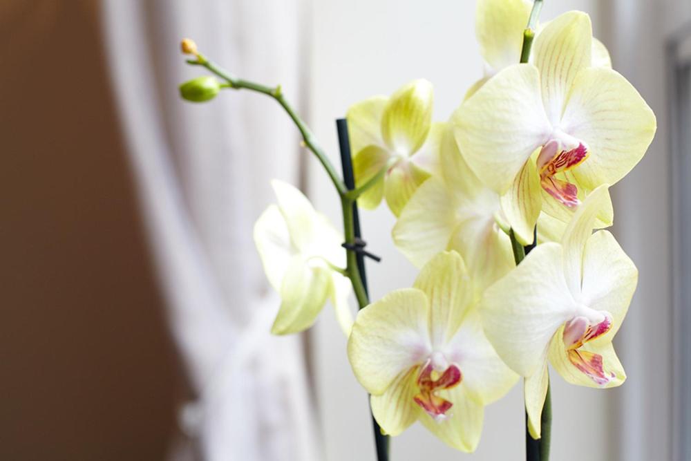 The Windermere Hotel, London - Resim 12