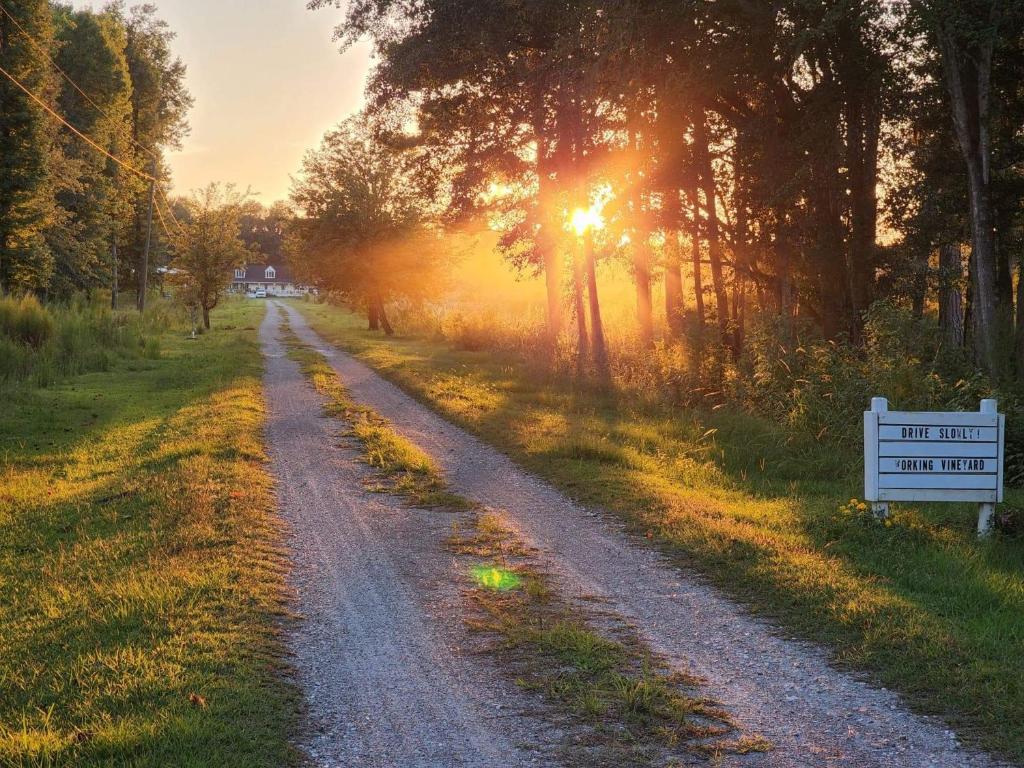 Phoenix Farms Vineyard, Edward Updated 2024 Prices