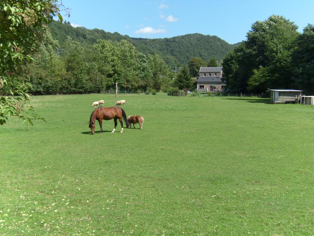 un grupo de caballos y ovejas pastando en un campo en le Lombry, en Aywaille