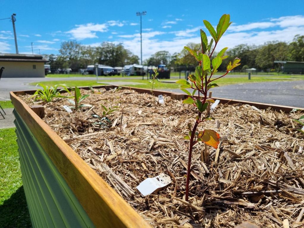 a small tree in a raised garden bed at Reflections Coffs Harbour - Holiday Park in Coffs Harbour