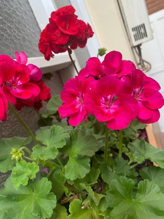 a group of red flowers in a pot at La Negrita Host in Sucre