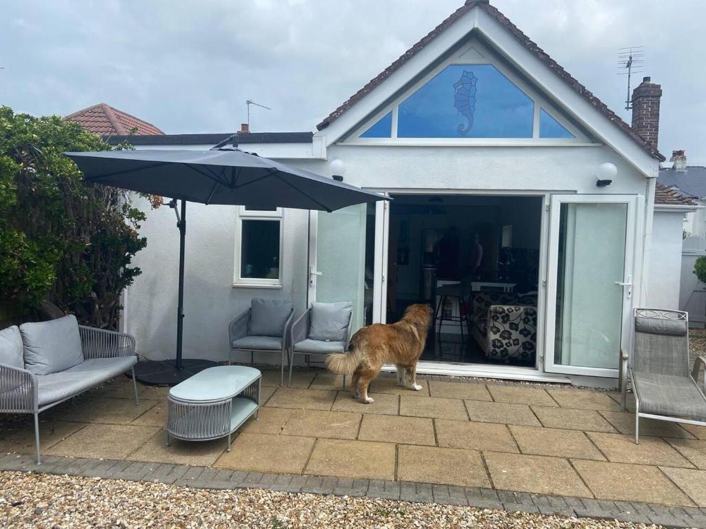 a dog standing on a patio with an umbrella at Pet friendly unique 4-Bed Bungalow in Porthcawl in Porthcawl