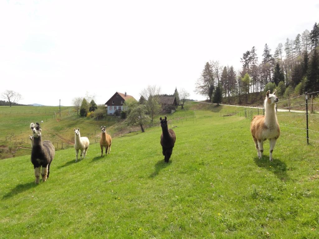 eine Gruppe von Schafen, die auf einem Grasfeld stehen in der Unterkunft ruhiges Wohnen am Lama und Maine Coon Hof in Alleinlage in Biederbach 3 Zimmer mit Kochgelegenheit Bad 