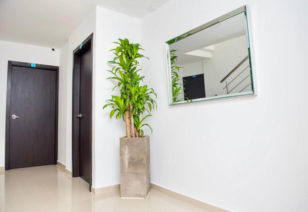 a mirror and a potted plant in a hallway at hotel nativo in Valledupar