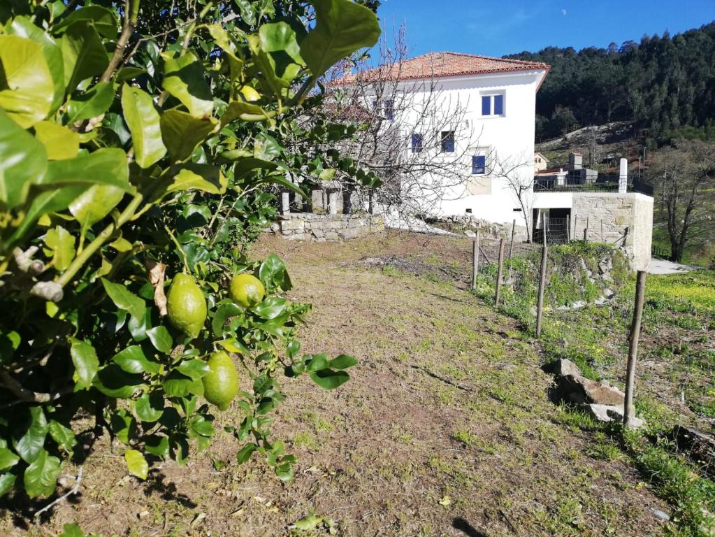 uma macieira em frente a uma casa branca em Casa das Laxas, recién reformada con 5 dormitorios en entorno natural em Porto do Son