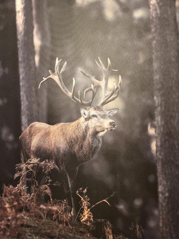 a deer with antlers standing in a forest at RESIDENCE BELLE HUTTE COTÉ PISTES DE SKI 2 in La Bresse