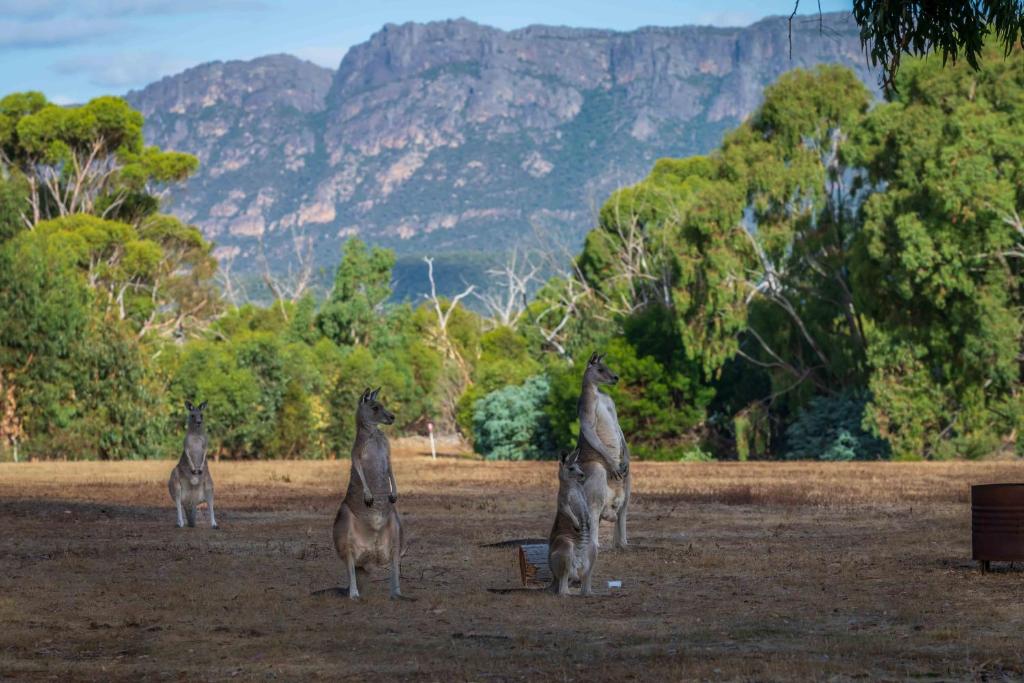 un groupe de kangourous sur un champ dans l'établissement Happy Wanderer Holiday Resort The Grampians, à Wartook