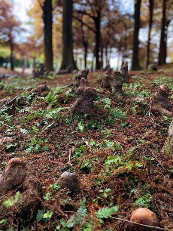 a pile of logs on the ground in a forest at Shire Homestay in Luodong