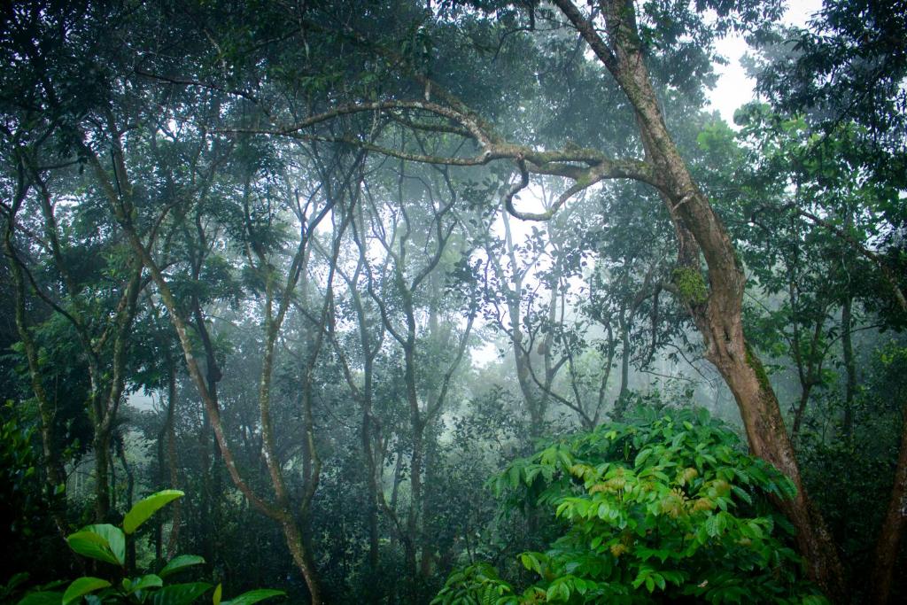 a misty forest with trees and plants in the rain at Edens Munnar in Munnar