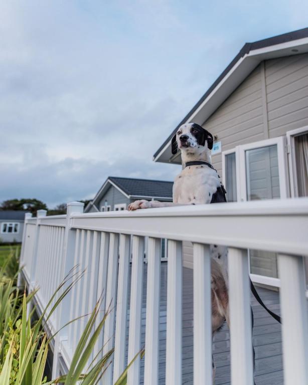 a dog sitting on top of a white fence at Croyde Bay Hotel or Self Catering in Croyde