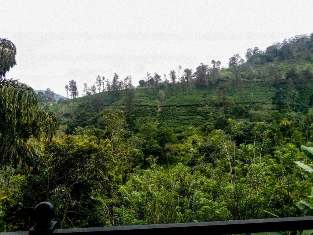 Tea Pick View Ella, Ella Updated 2024 Prices