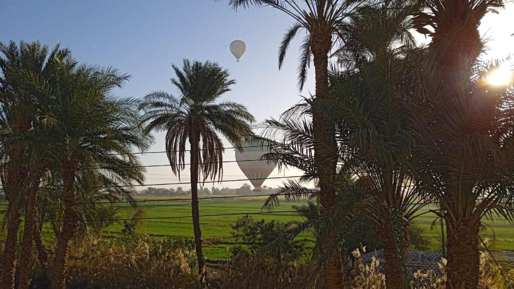a hot air balloon flying over a field with palm trees at Habou City Apartment in Luxor