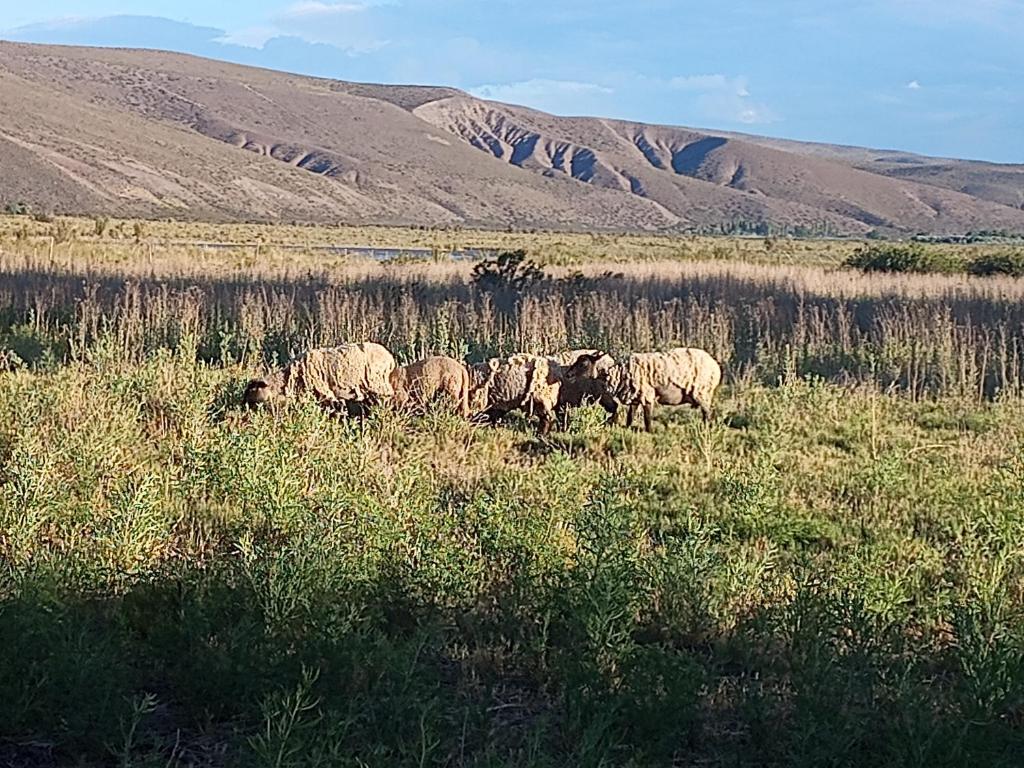 Descanso cordillerano llano blanco