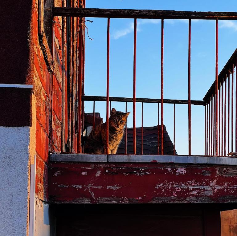 a cat sitting on a window of a building at Triplex house with Bridge view in Istanbul