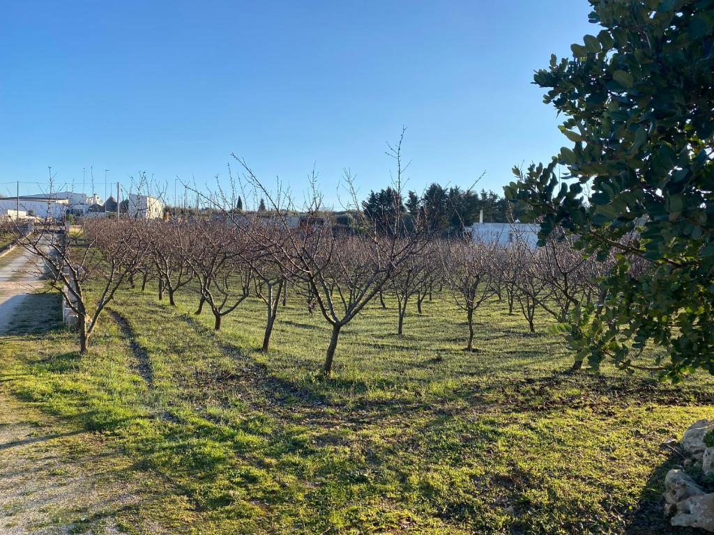 Trullo della Selva - 2
