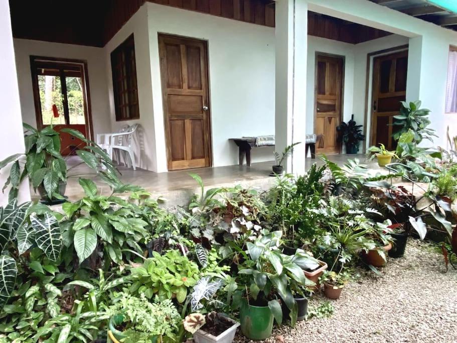 un montón de plantas delante de una casa en Casa Briza en Nicoya