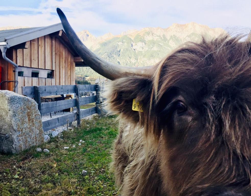 Zvieratá v dovolenkovom dome alebo blízkom okolí