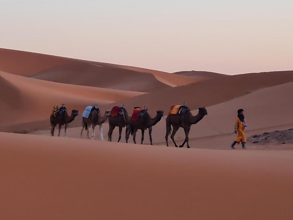 Eine Gruppe Kamele, die durch die Wüste gehen in der Unterkunft Nomada Desert Camp in Merzouga