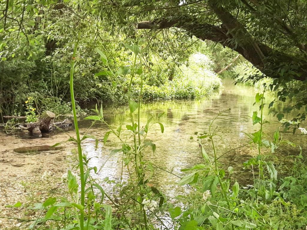 a small stream in the middle of a forest at Duck Cottage in Winterbourne Dauntsey