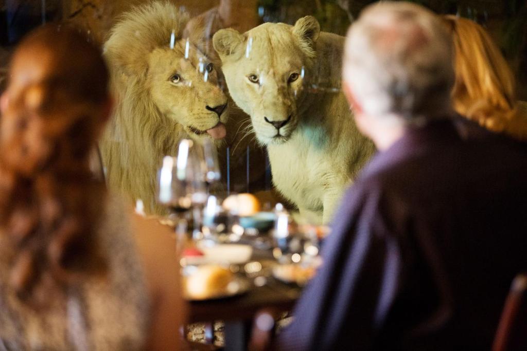 deux lions debout devant une table dans un restaurant dans l'établissement Jamala Wildlife Lodge, à Canberra